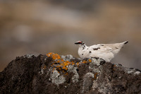 Ptarmigan, Raufarhofn, Iceland, June 2022