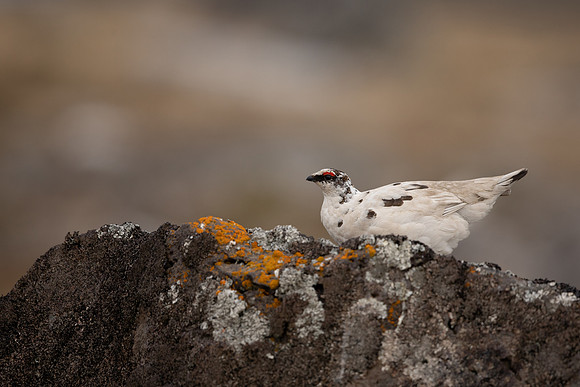 Ptarmigan, Raufarhofn, Iceland, June 2022