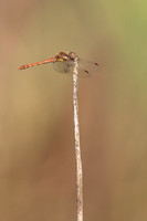 Common Darter, Oldbury Power Station, September 2023