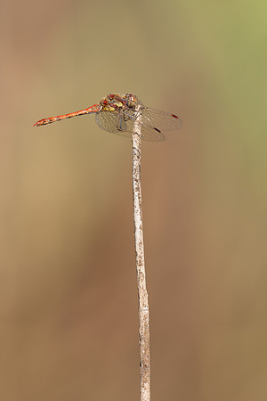 Common Darter, Oldbury Power Station, September 2023