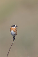 Whinchat, Anarita, Cyprus, April 2025