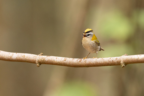 Firecrest, Forest of Dean, April 2024