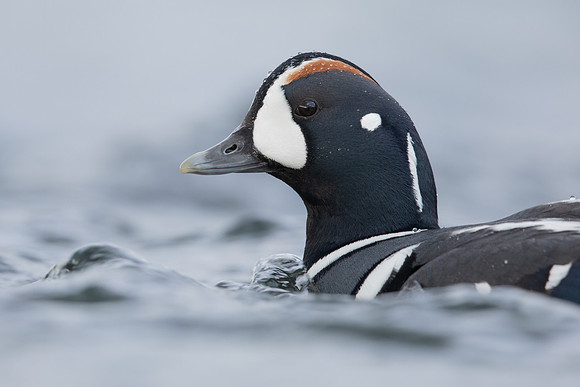 Harlequin Duck,  River Laxa, Iceland, May 2022