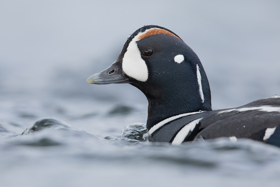 Harlequin Duck, River Laxa, Iceland, May 2022