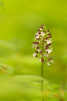 Lady Orchid, Yockletts Bank, May 2024