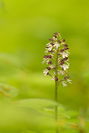 Lady Orchid, Yockletts Bank, May 2024