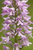 Miltary Orchid, Berkshire, May 2024