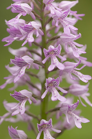Miltary Orchid, Berkshire, May 2024