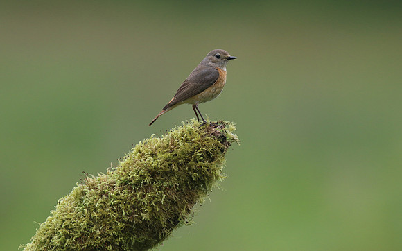 Redstart (Female) Thursley Common, May 2018