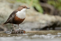 Dipper, Little Avon, February 2024