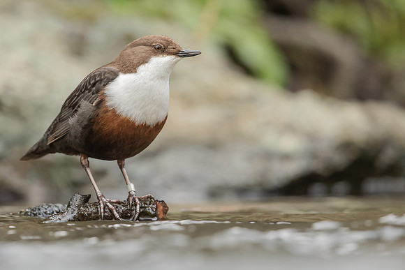 Dipper, Little Avon, February 2024