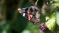 Red Admiral, Shapwick, August 2014.