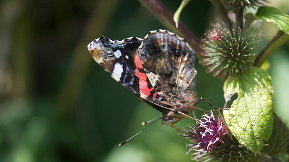 Red Admiral, Shapwick, August 2014.