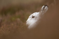 Mountain Hare, Findhorn Valley, February 2023
