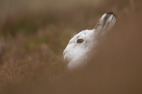 Mountain Hare, Findhorn Valley, February 2023