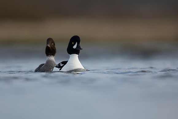 Barrow's Goldeneye,  River Laxa, Iceland, May 2022