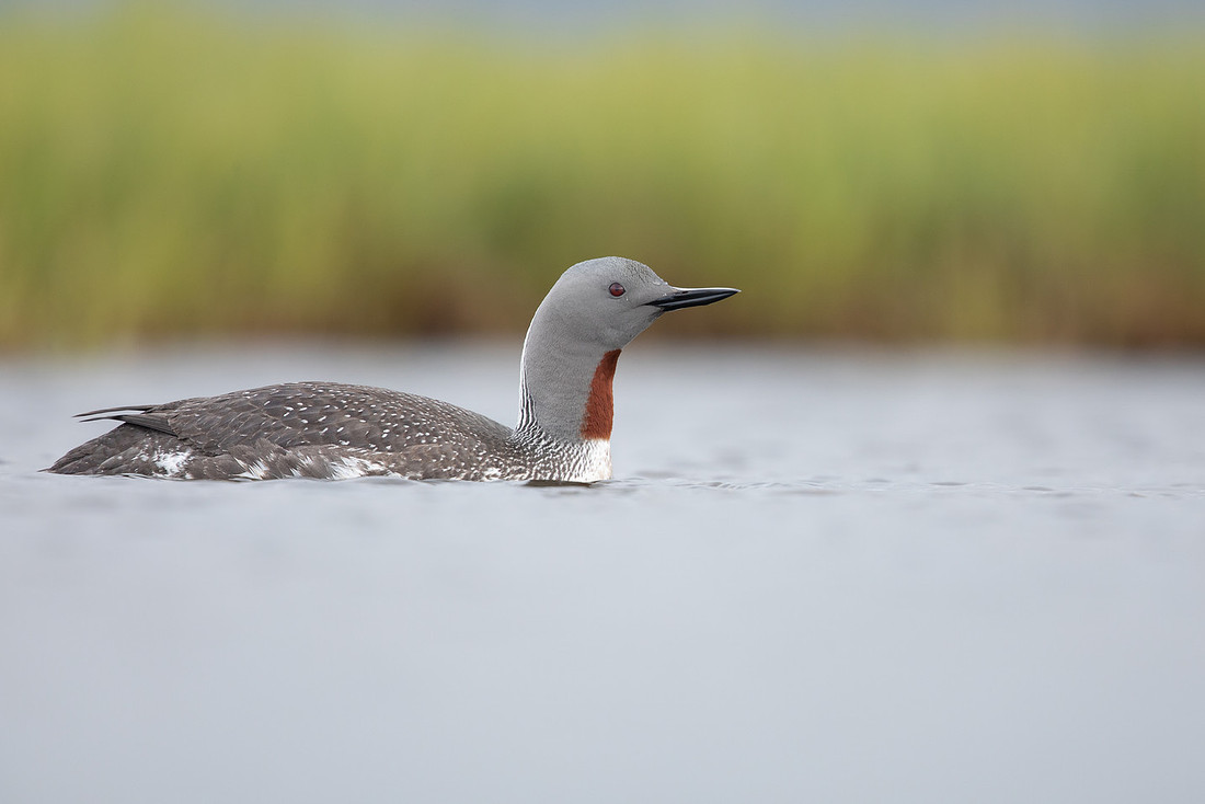 Red-throated Diver, Floi, Iceland, June 2022