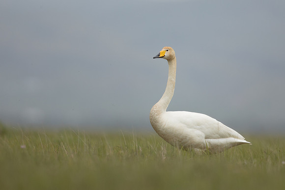 Whooper Swan, Floi, Iceland, June 2022