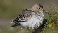 Dunlin, Davidstow Airfield, October 2016