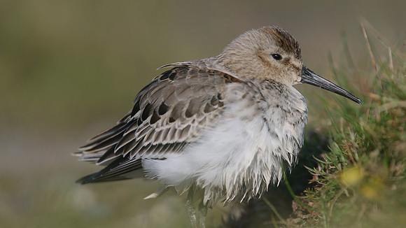 Dunlin, Davidstow Airfield, October 2016