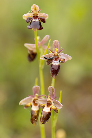 Woodcock x Fly Orchid, Dorset, May 2024.