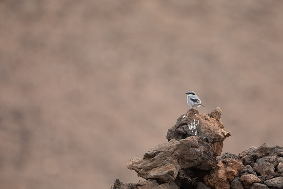 Southern Grey Shrike, Lanzarote, July 2022