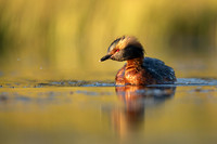 Slavonian Grebe, Iceland, May 2022