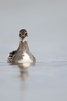 Red-necked Phalarope, River Laxa,  Iceland, June 2022
