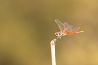 Red-veined Darter, (male) Cape Greco, Cyprus, July 2024
