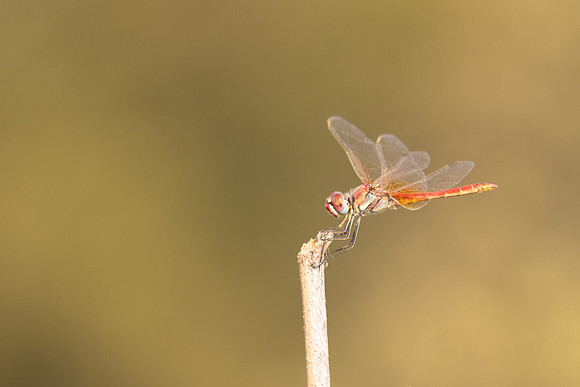 Red-veined Darter, (male) Cape Greco, Cyprus, July 2024
