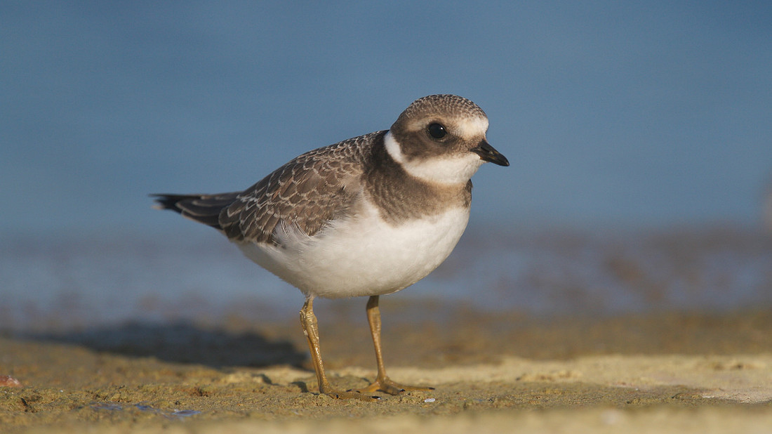 Ringed Plover, Cheddar Reservoir, September 2014