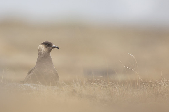 Arctic Skua,Snæfellsnes peninsula, Iceland, June 2022