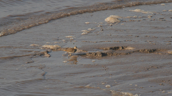 Pectoral Sandpiper, New Passage, September 2014