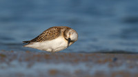 Little Stint, Cheddar Reservoir, September 2014