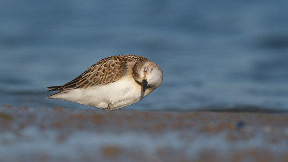Little Stint, Cheddar Reservoir, September 2014