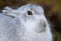 Mountain Hare, Findhorn Valley, January 2022