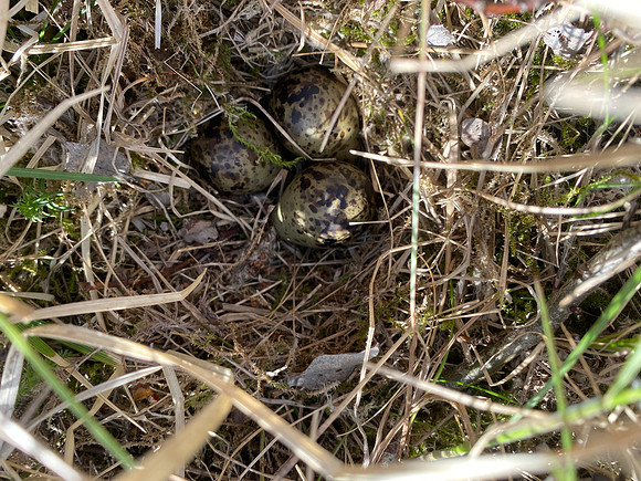 Snipe, River Laxa, Iceland, May 2022