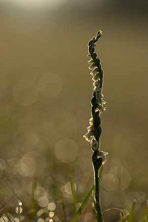 Autumn Lady's Tresses, Old Down, September 2022