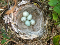 Linnet, OPS, April 2020