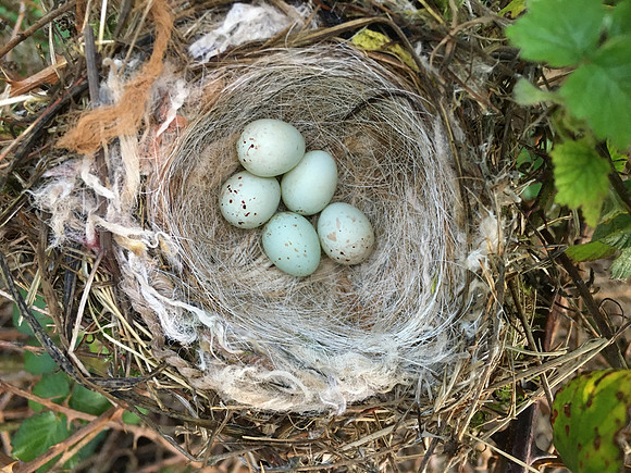 Linnet, OPS, April 2020
