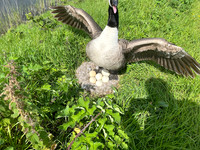 Canada Goose, Avonmouth, May 2024