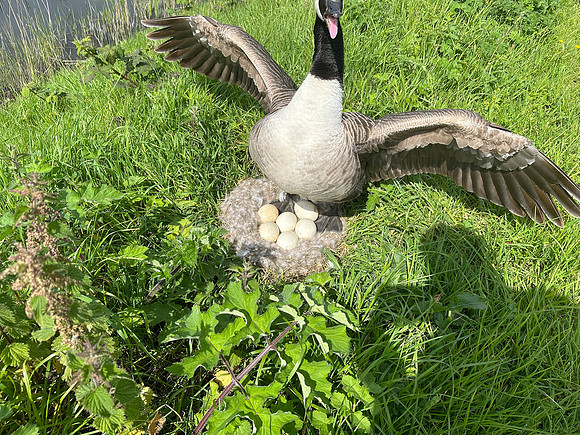 Canada Goose, Avonmouth, May 2024