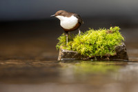 Dipper, Little Avon, February 2024