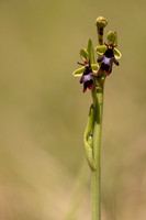 Fly Orchid, Selsey Common, May 2024