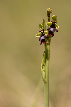 Fly Orchid, Selsey Common, May 2024