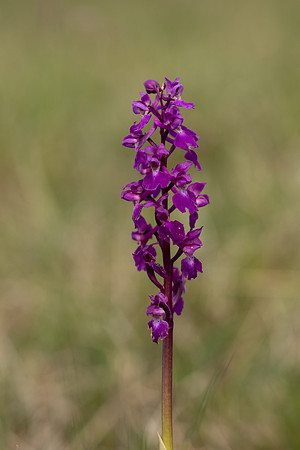 Early Purple Orchid, Selsey Common, May 2025