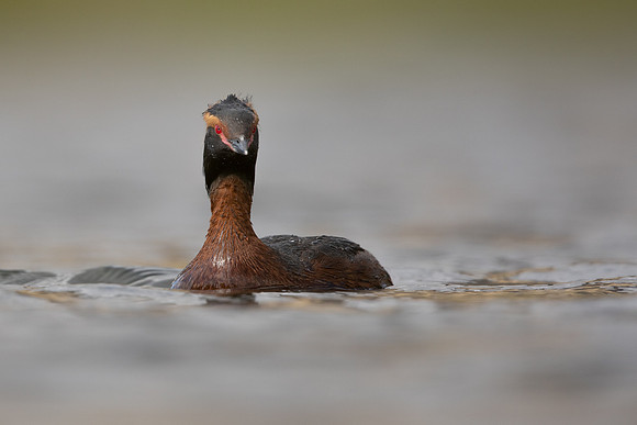 Slavonian Grebe, Iceland, May 2022
