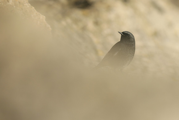 Black Redstart, Seaton, January 2020