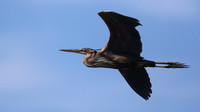 Purple Heron, Cyprus, April 2016.