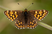 Duke of Burgundy, Rodbrough Common, May 2022